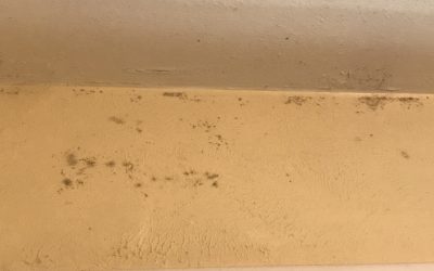 Who is to Blame for Mold?