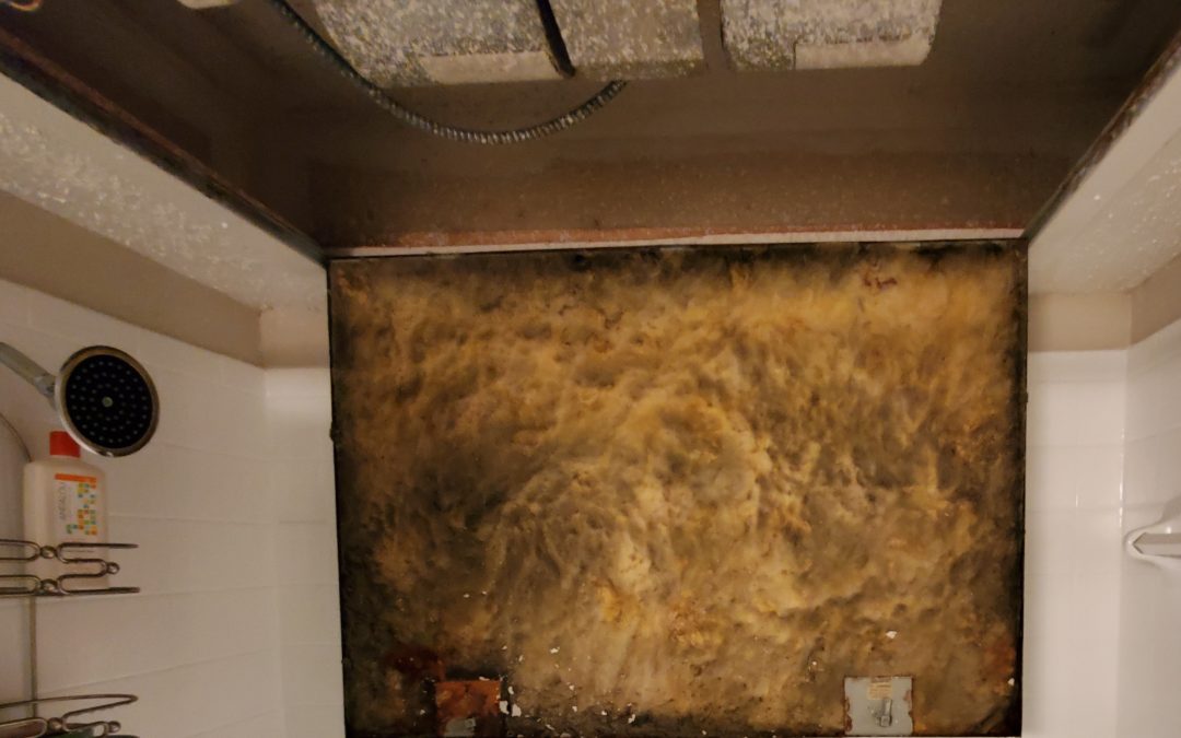 5 Facts about Mold and Insurance