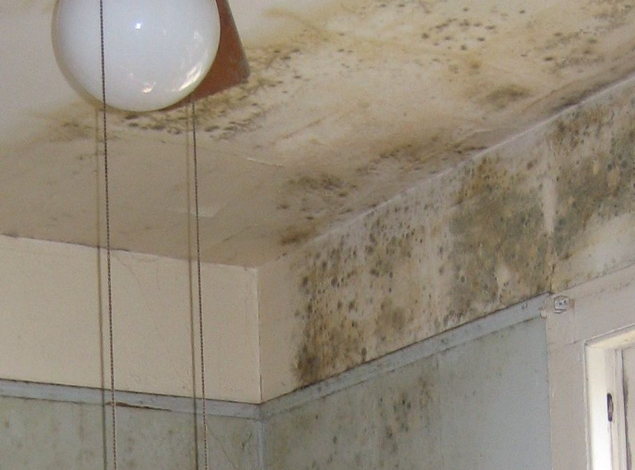 Roof Leak = Mold