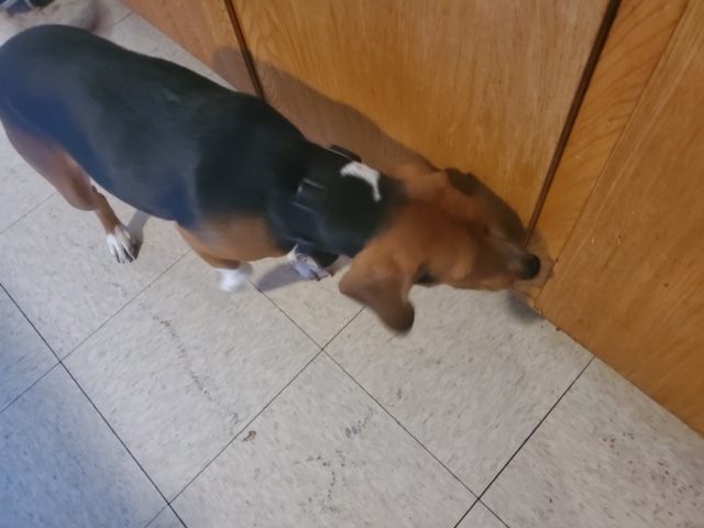 Mason sniffs the cabinets for mold