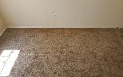 Can You See the Mold in the Carpet?