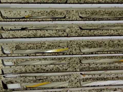 Don't Paint over Mold! - Dog Gone Mold