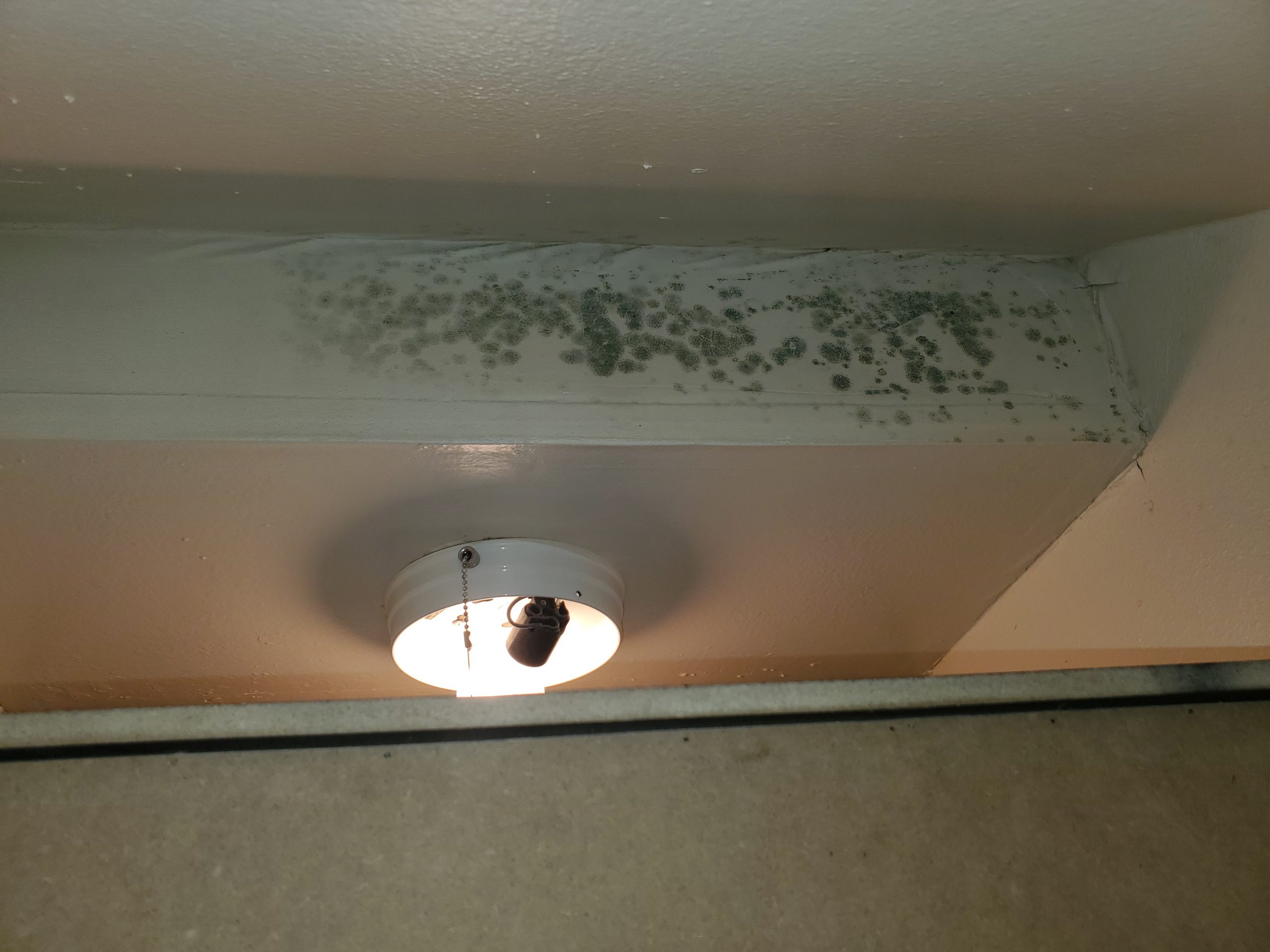 #1 Way to Prevent Mold in Your Bathroom - Dog Gone Mold
