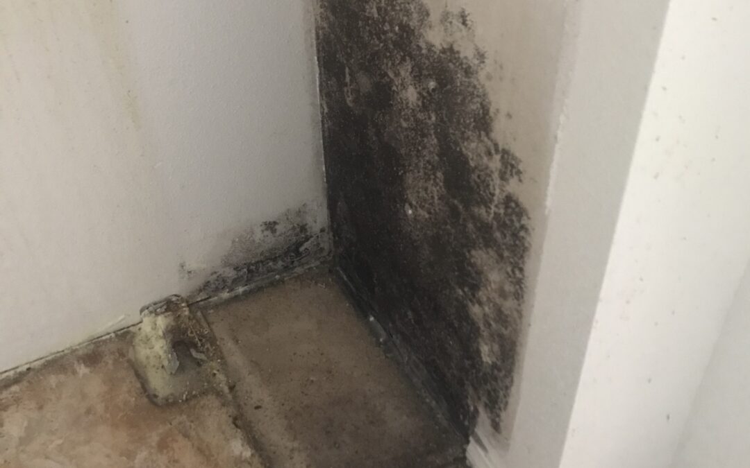 mold grows even in winter