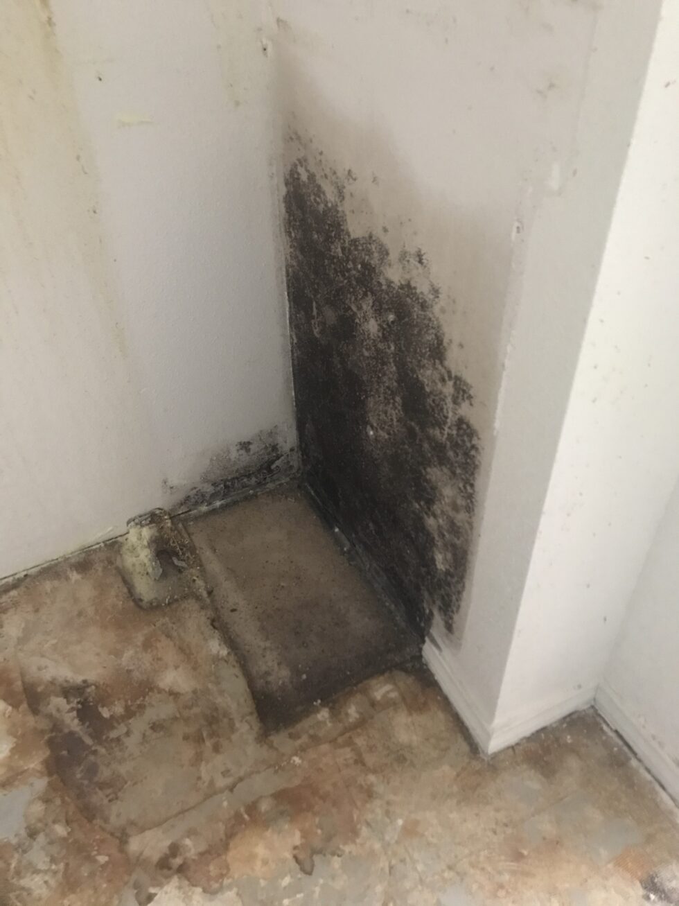 Mold Growth in Cold Weather Dog Gone Mold